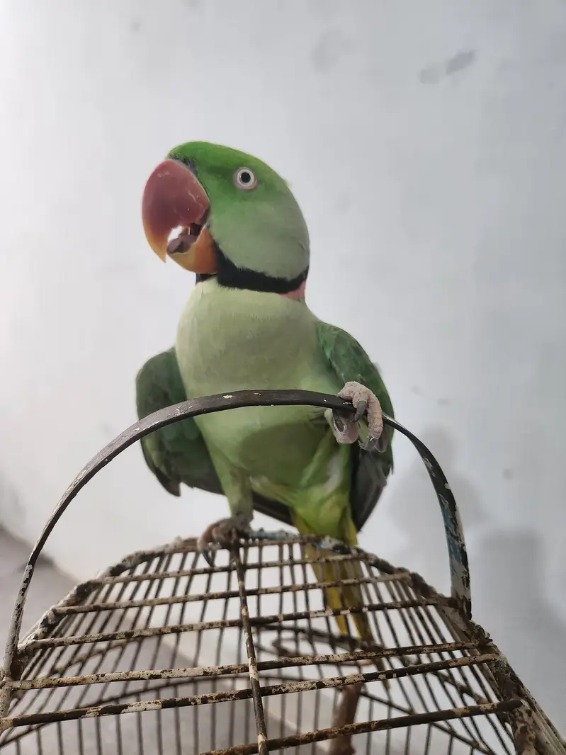kashmiri raw Parrot — photo 3