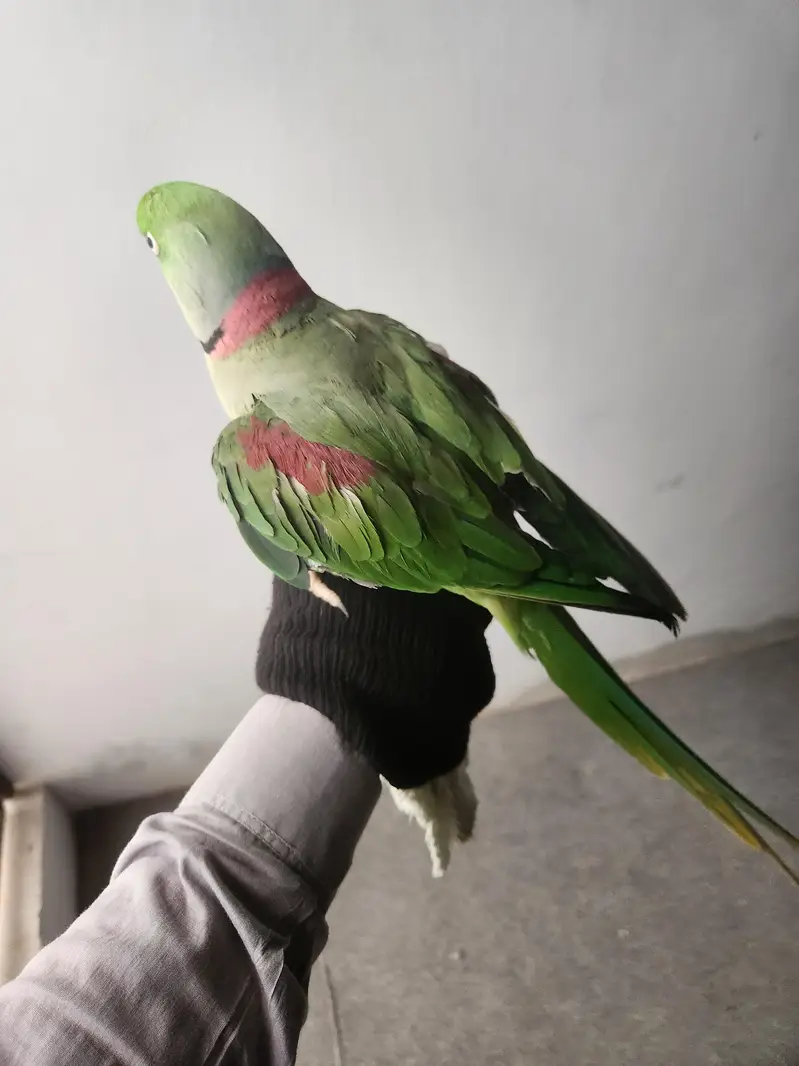 kashmiri raw Parrot — photo 4