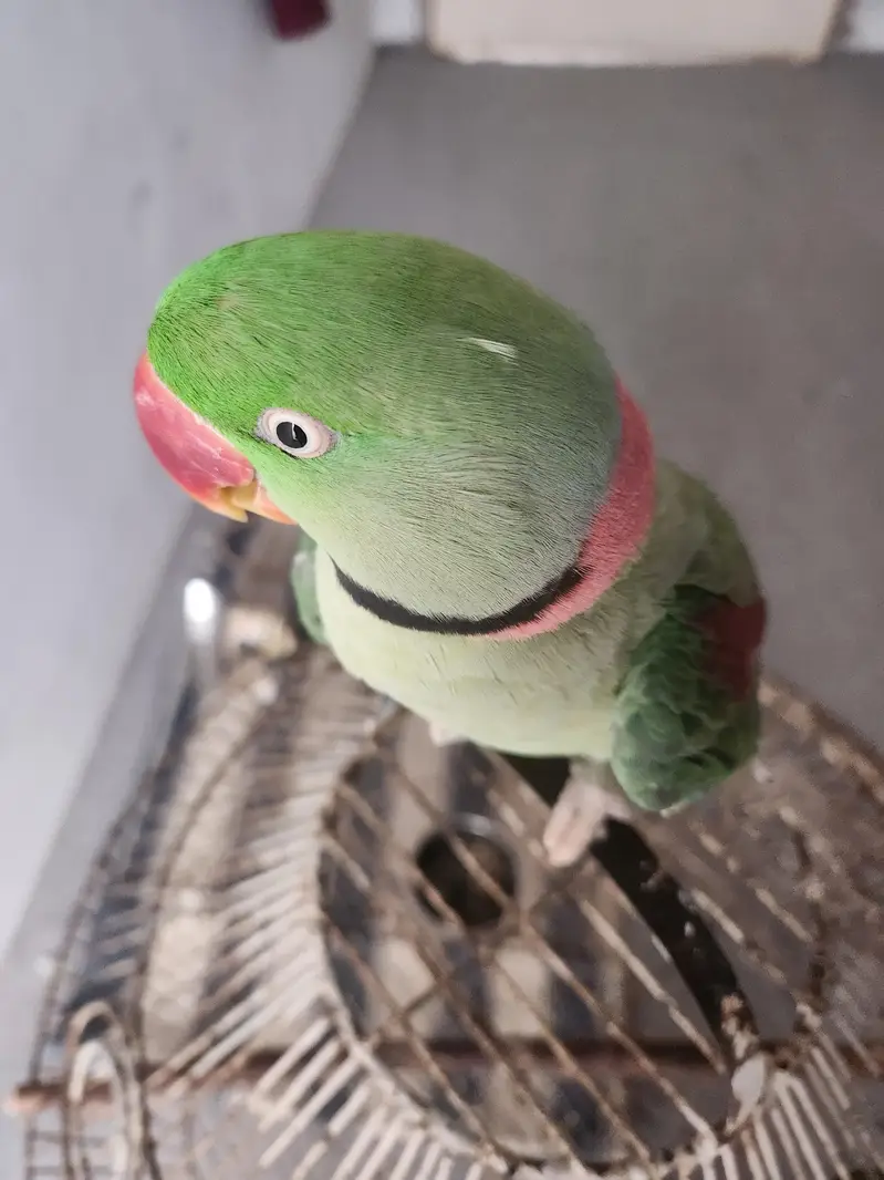 kashmiri raw Parrot — photo 5