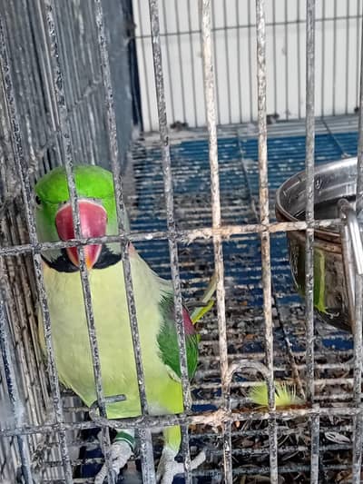 Alexender Raw Parrots for Sale
