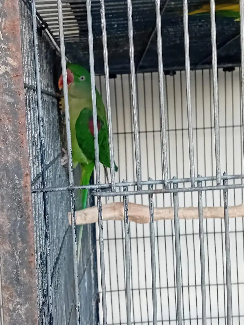 Alexender Raw Parrots for Sale — photo 2