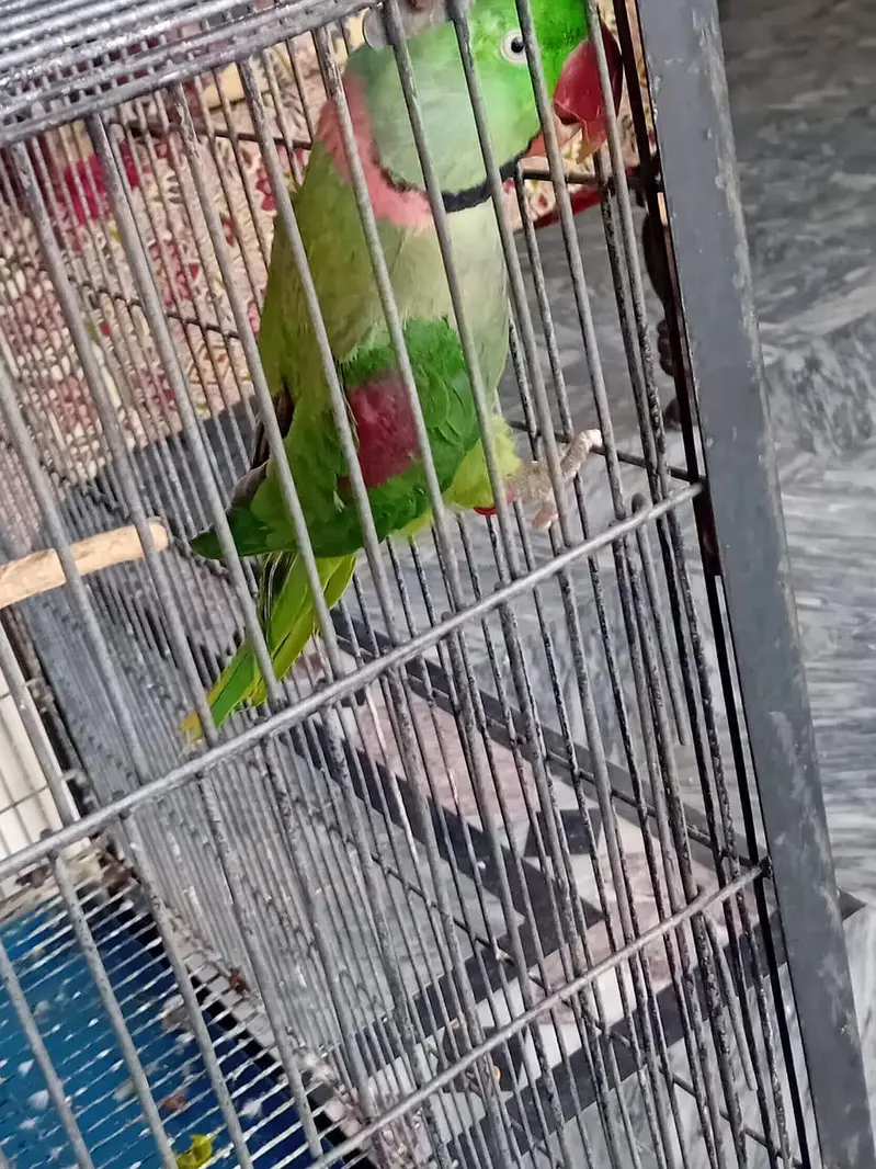 Alexender Raw Parrots for Sale — photo 3