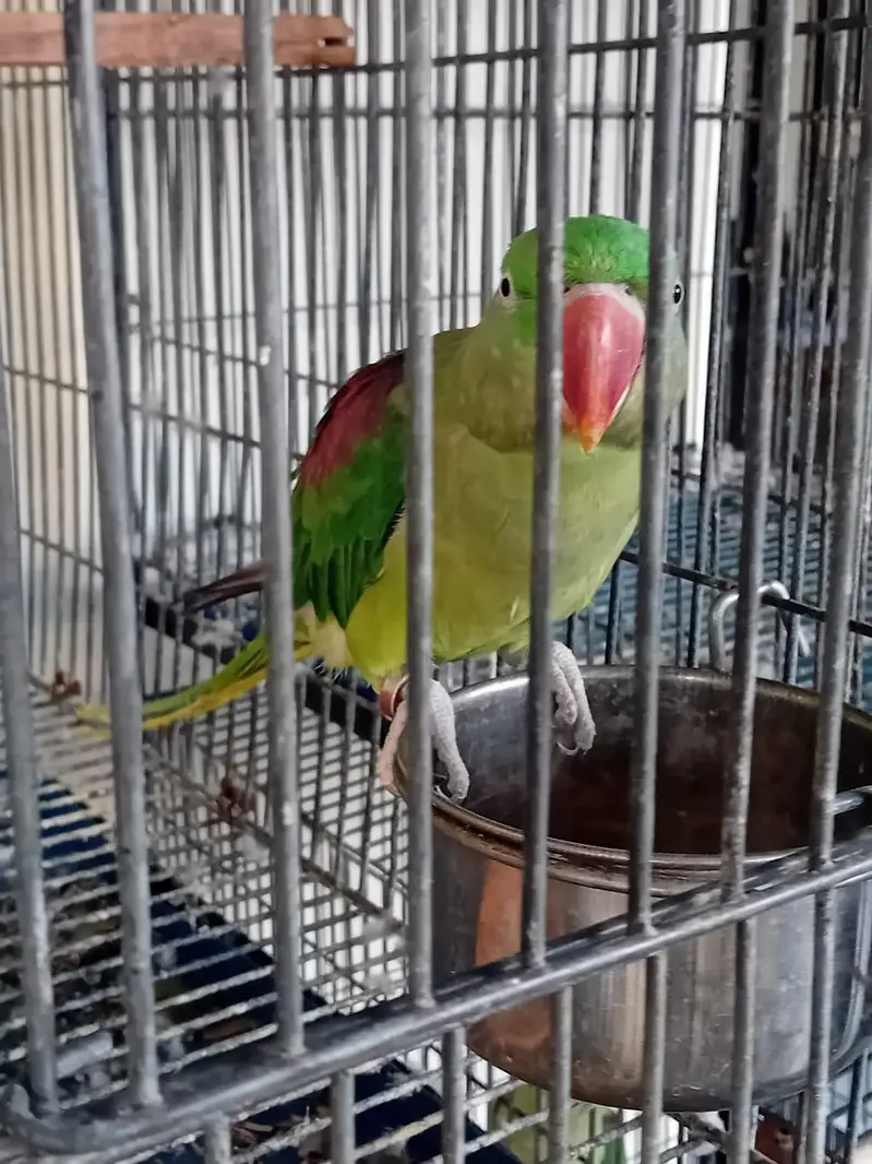 Alexender Raw Parrots for Sale — photo 4