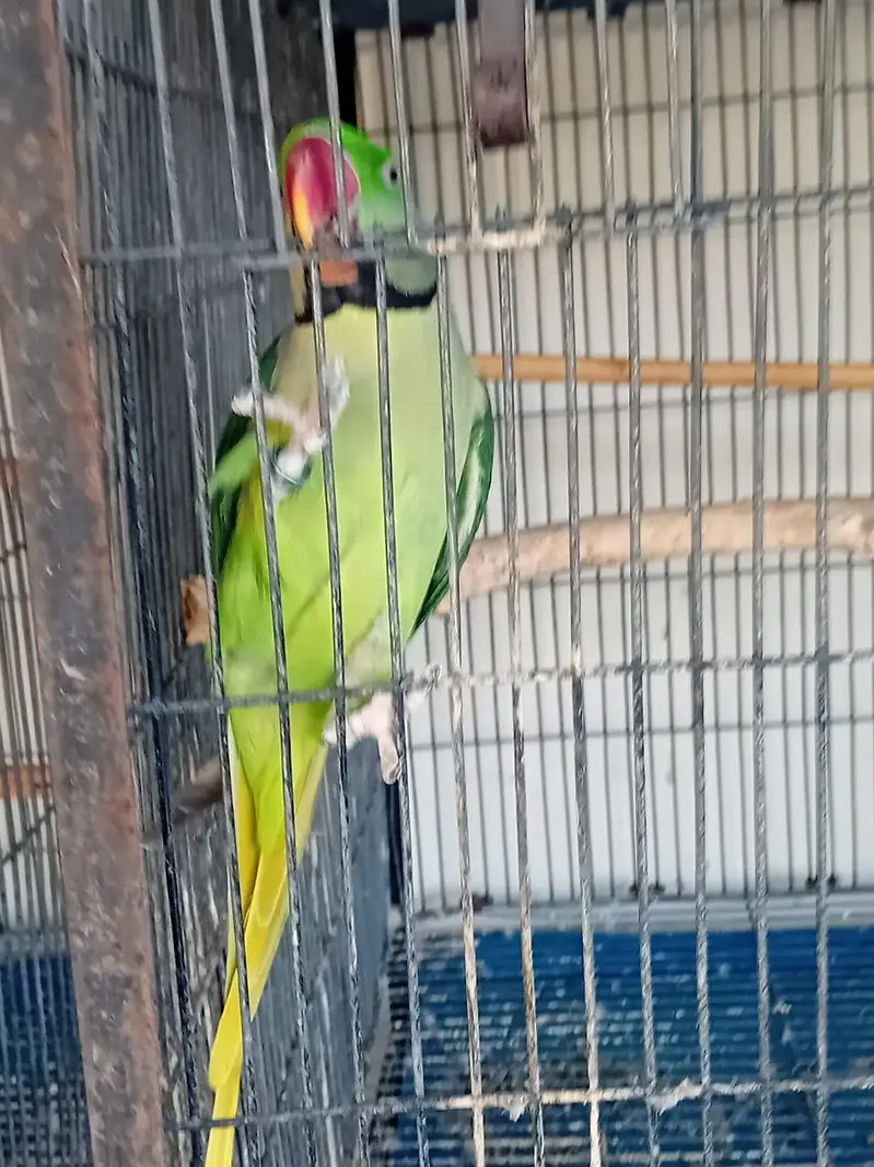Alexender Raw Parrots for Sale — photo 5