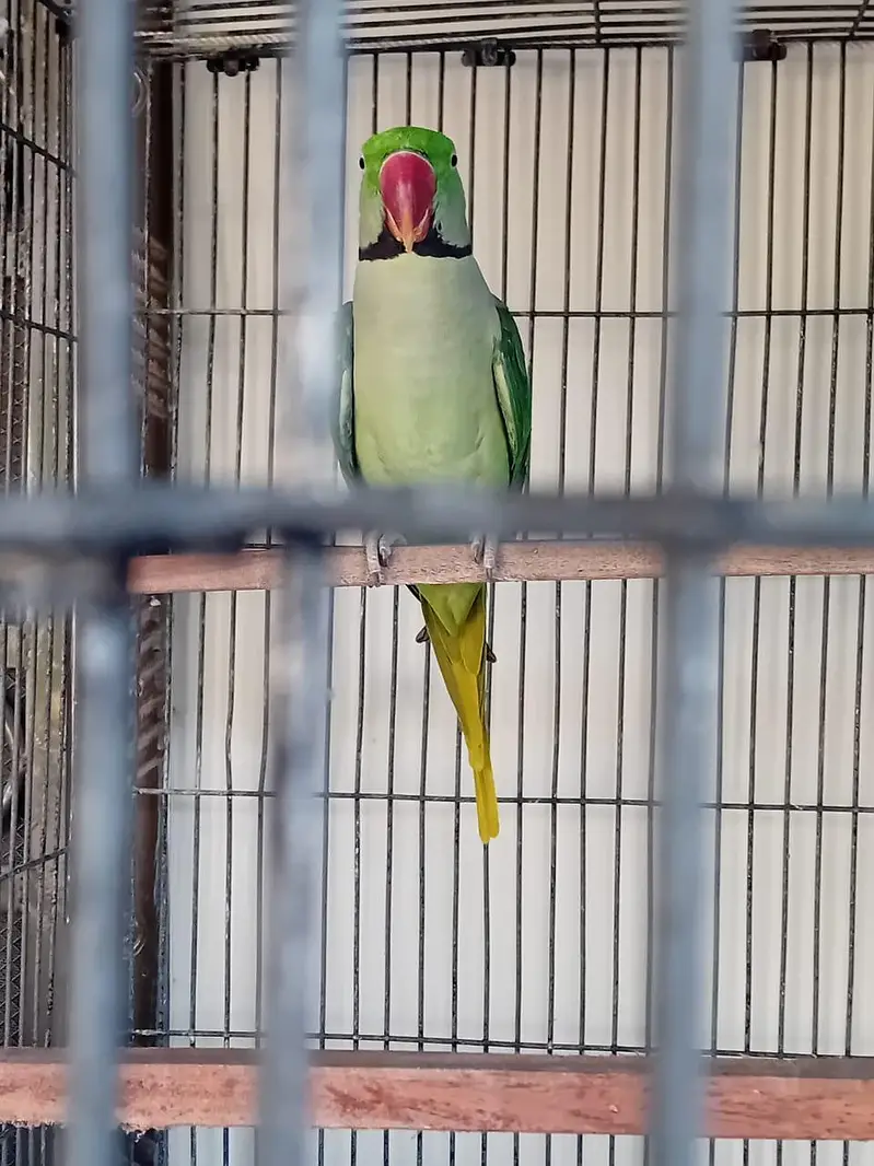 Alexender Raw Parrots for Sale — photo 6
