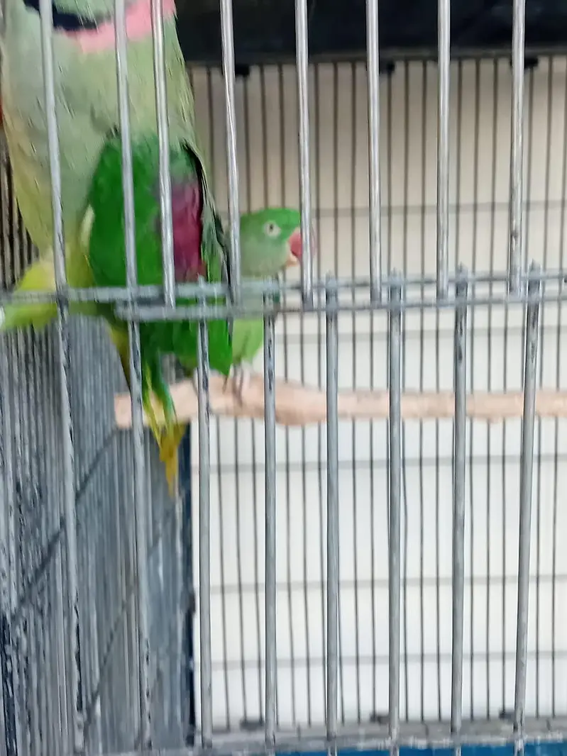 Alexender Raw Parrots for Sale — photo 7