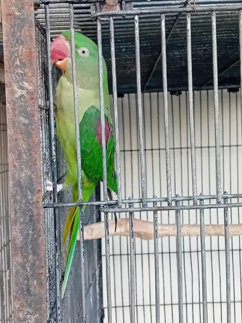 Alexender Raw Parrots for Sale — photo 8