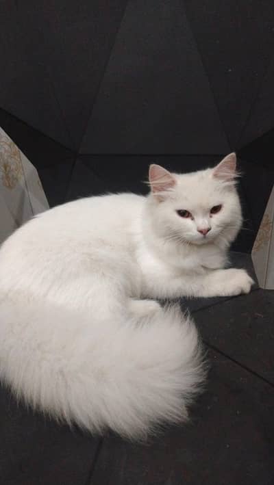 Percian Adult Cat for selling
