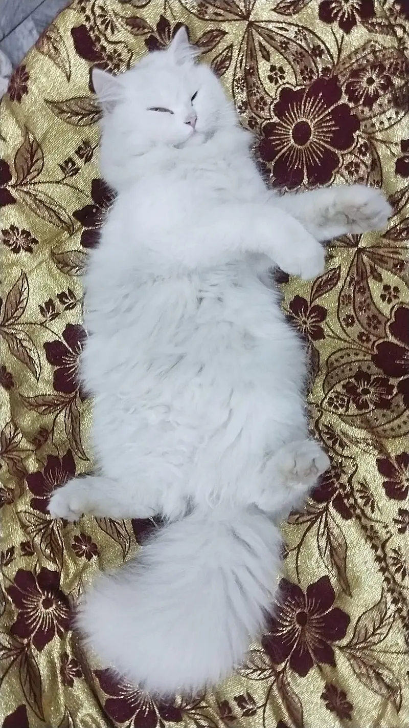 Percian Adult Cat for selling — photo 2