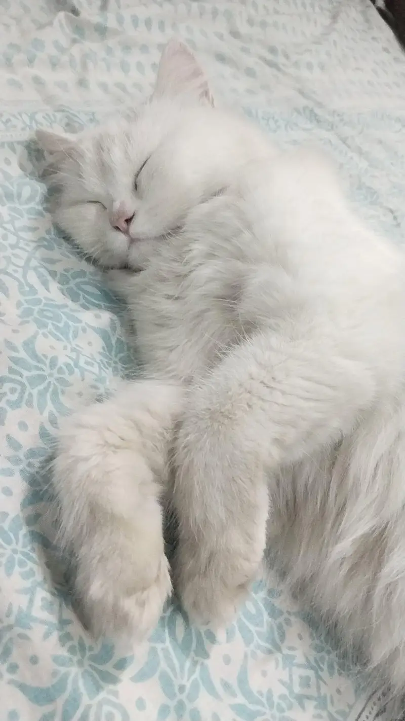 Percian Adult Cat for selling — photo 4