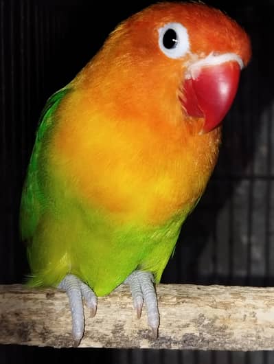 Opaline male and fisher female