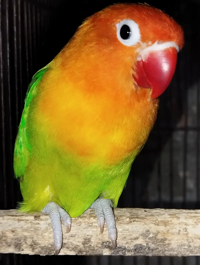 Opaline male and fisher female — photo 2