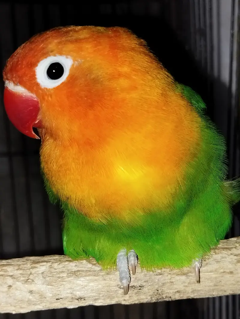 Opaline male and fisher female — photo 3
