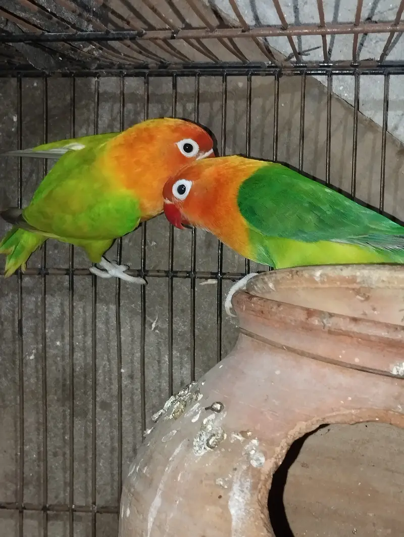 Opaline male and fisher female — photo 4