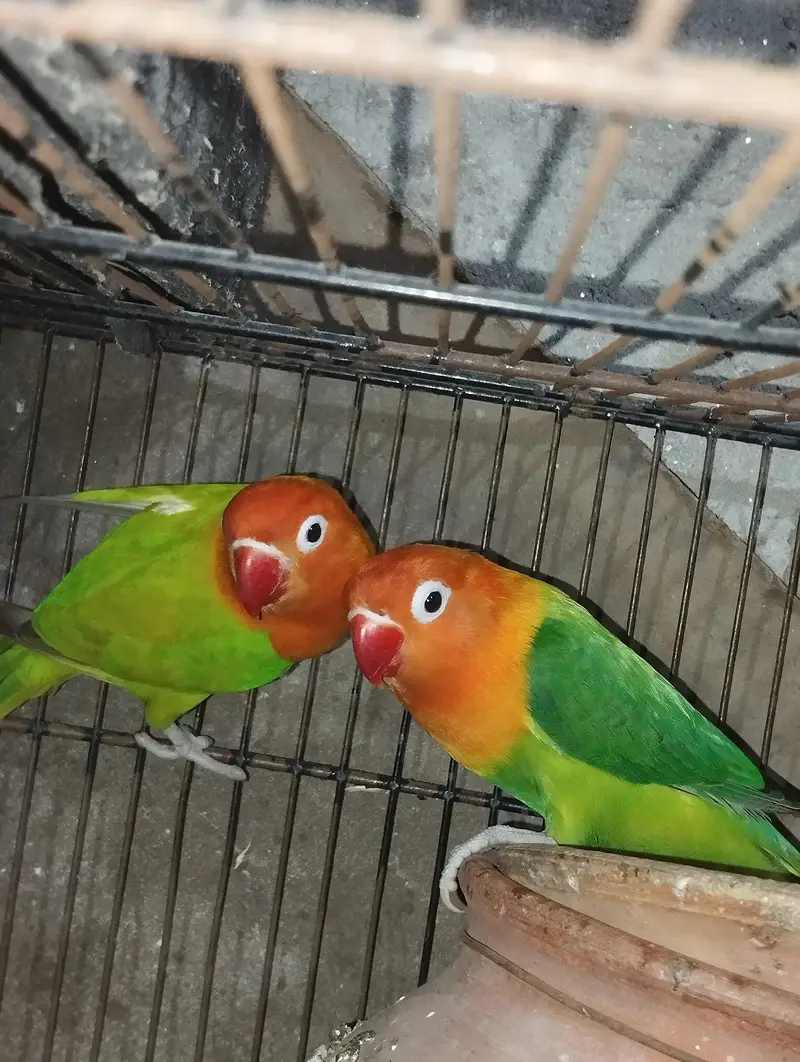 Opaline male and fisher female — photo 5