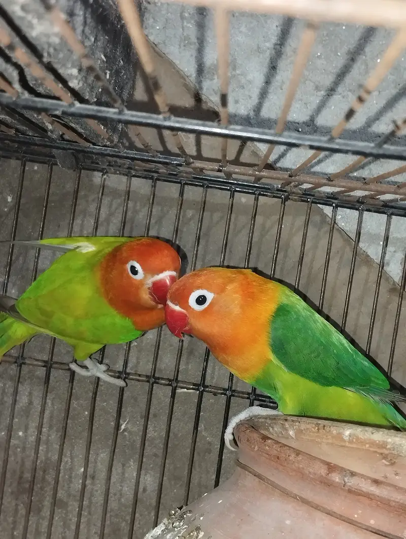 Opaline male and fisher female — photo 6