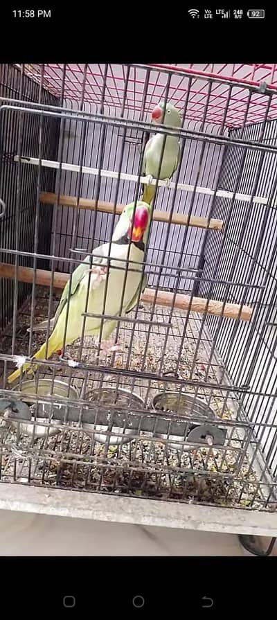 Raw parrot