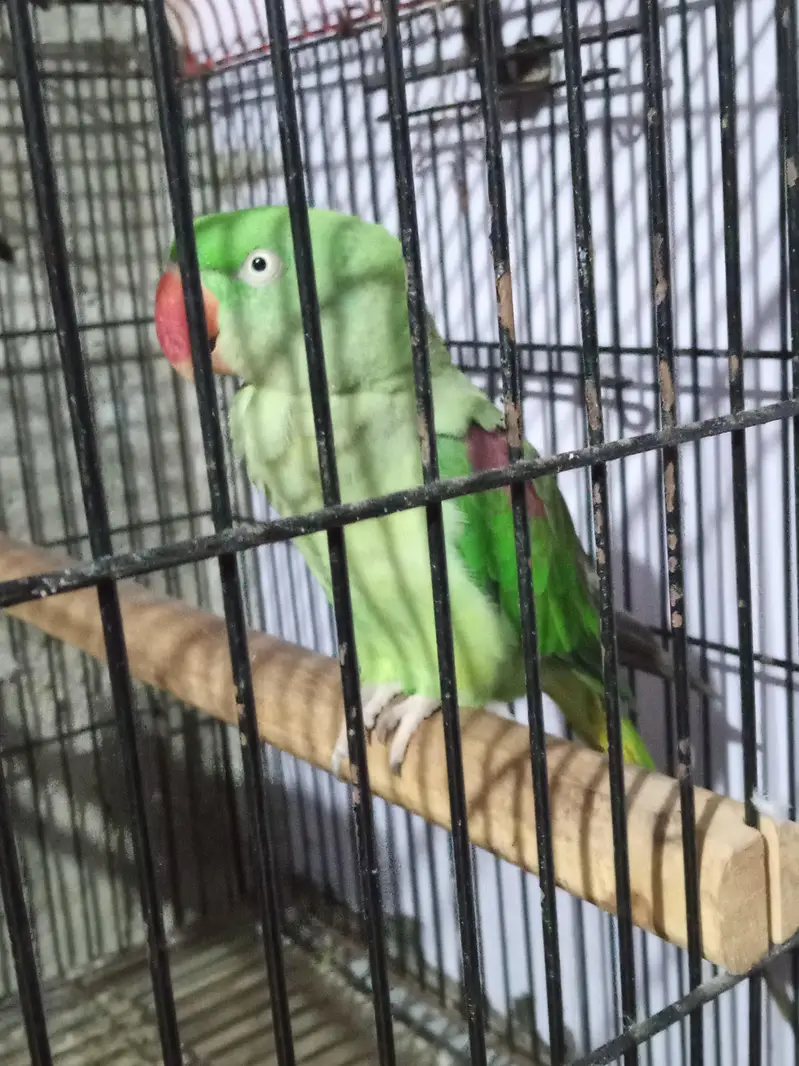 Raw parrot — photo 2