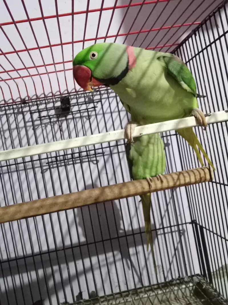 Raw parrot — photo 3