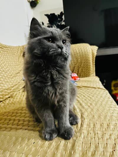 perisn grey male
