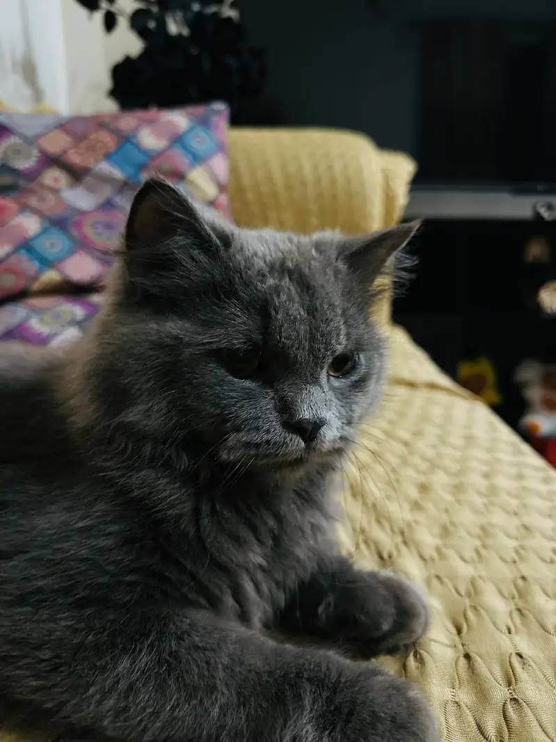 perisn grey male — photo 2