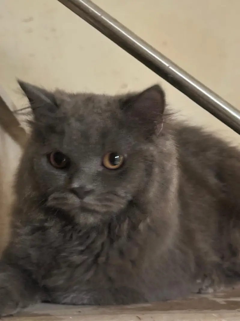 perisn grey male — photo 3