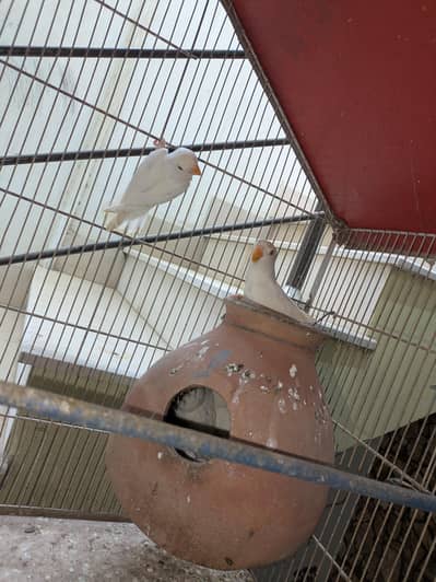 Albino Rosicollie Lovebirds Setup