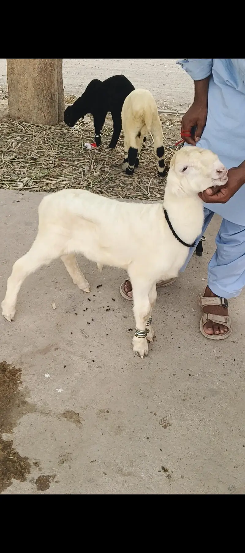 gulabi Mundra — photo 3
