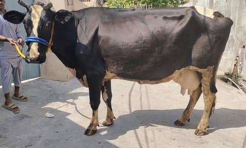 pure Frisian cow