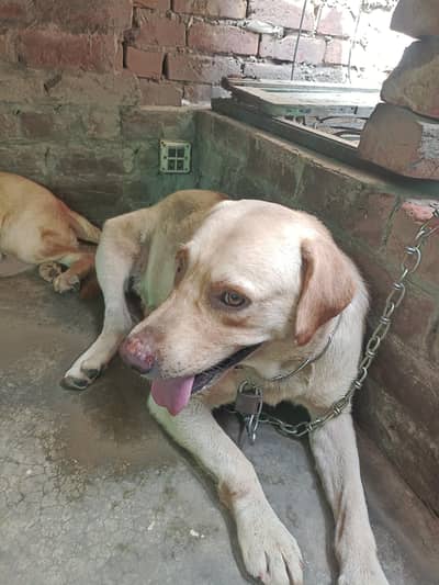 Labrador pair Adult breeder pair for Sale