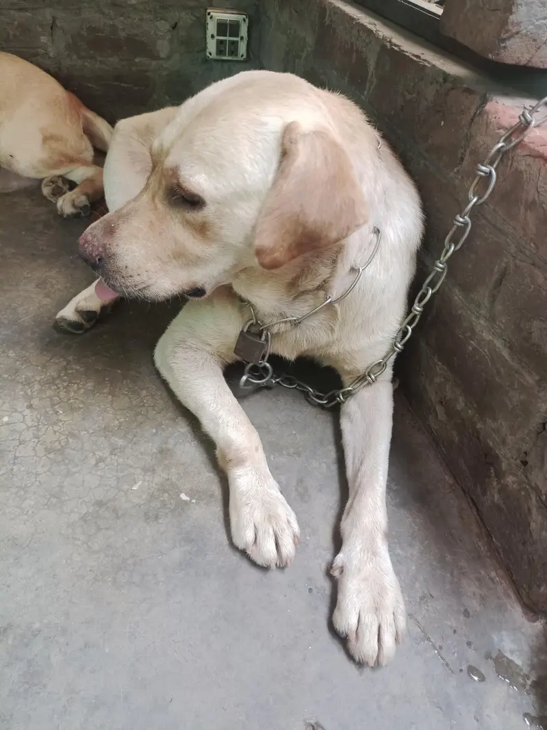Labrador pair Adult breeder pair for Sale — photo 2