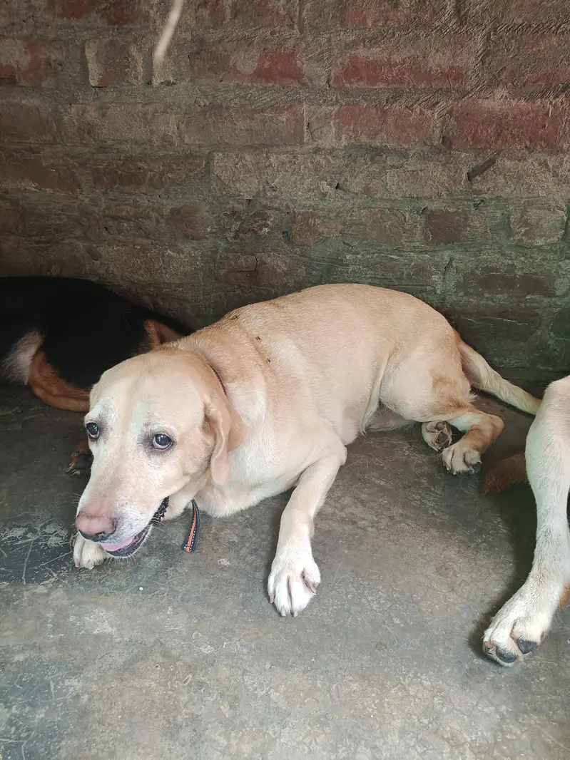 Labrador pair Adult breeder pair for Sale — photo 3
