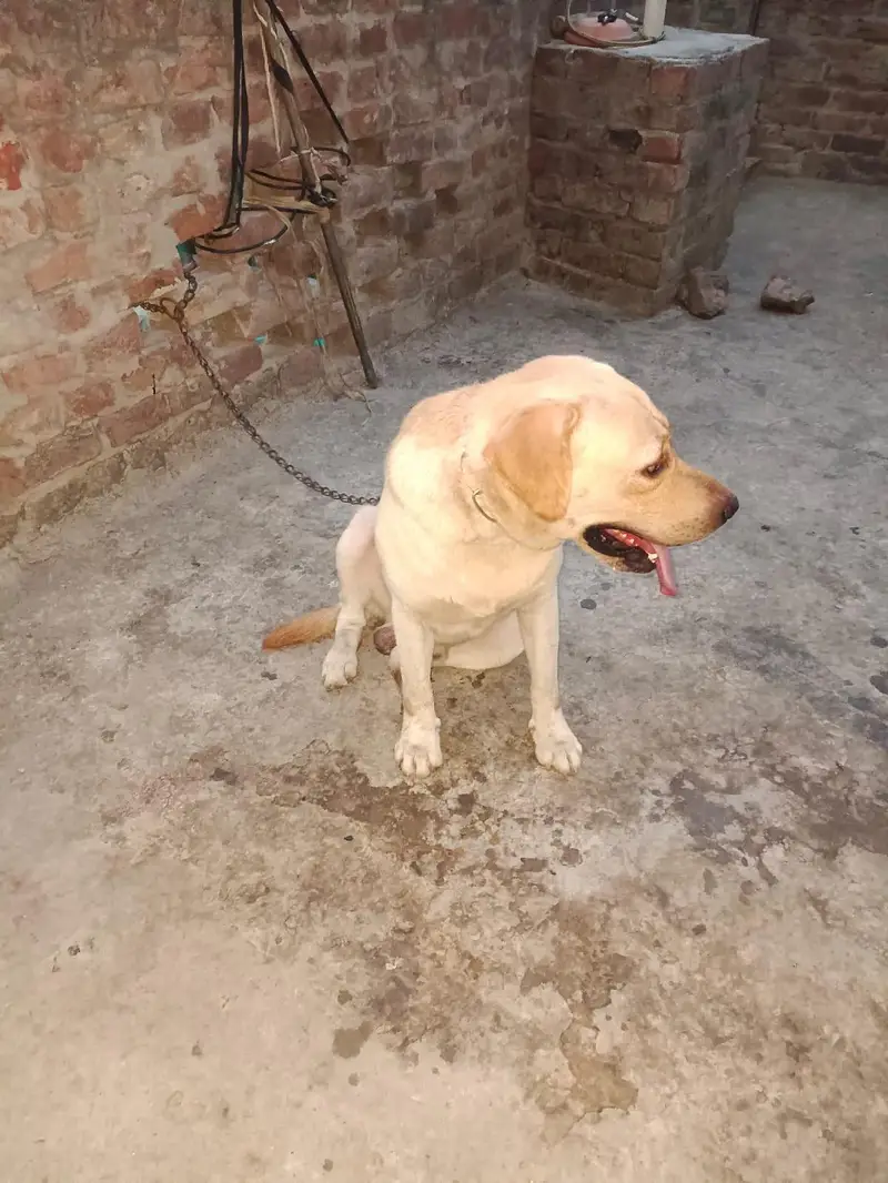 Labrador pair Adult breeder pair for Sale — photo 4