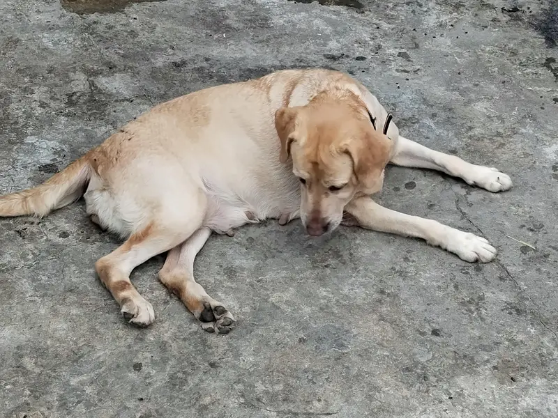Labrador pair Adult breeder pair for Sale — photo 5