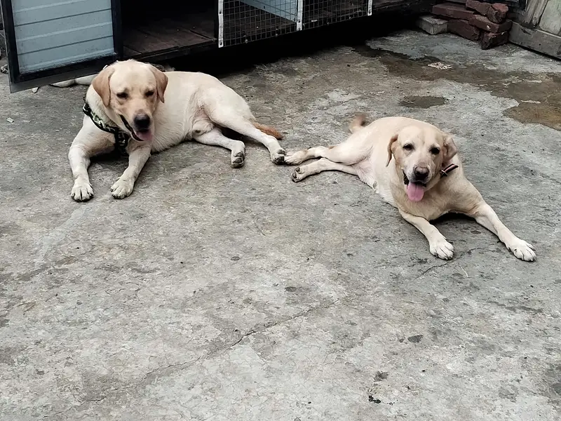 Labrador pair Adult breeder pair for Sale — photo 6