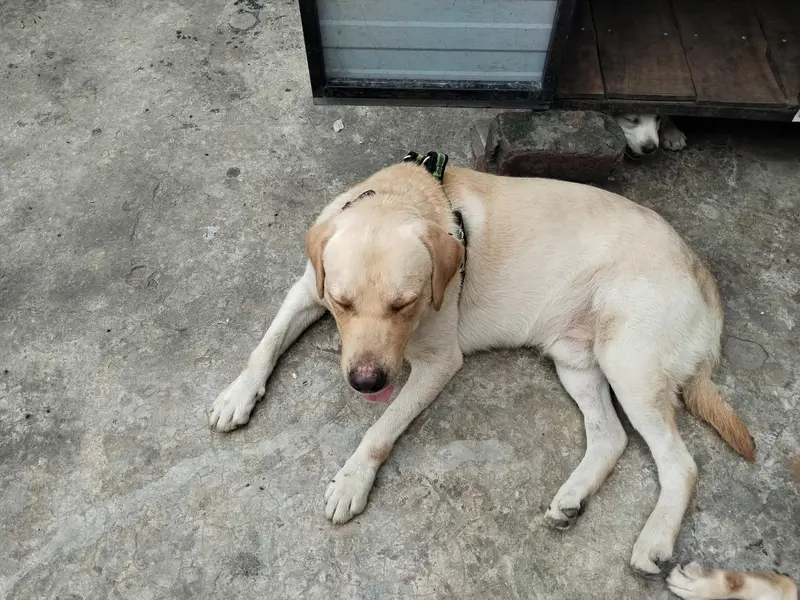Labrador pair Adult breeder pair for Sale — photo 7