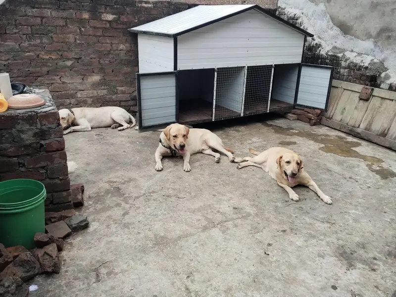Labrador pair Adult breeder pair for Sale — photo 8