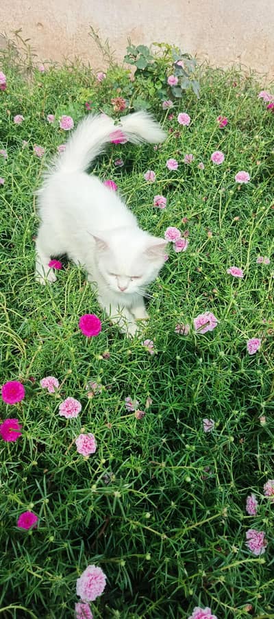 Persian cat