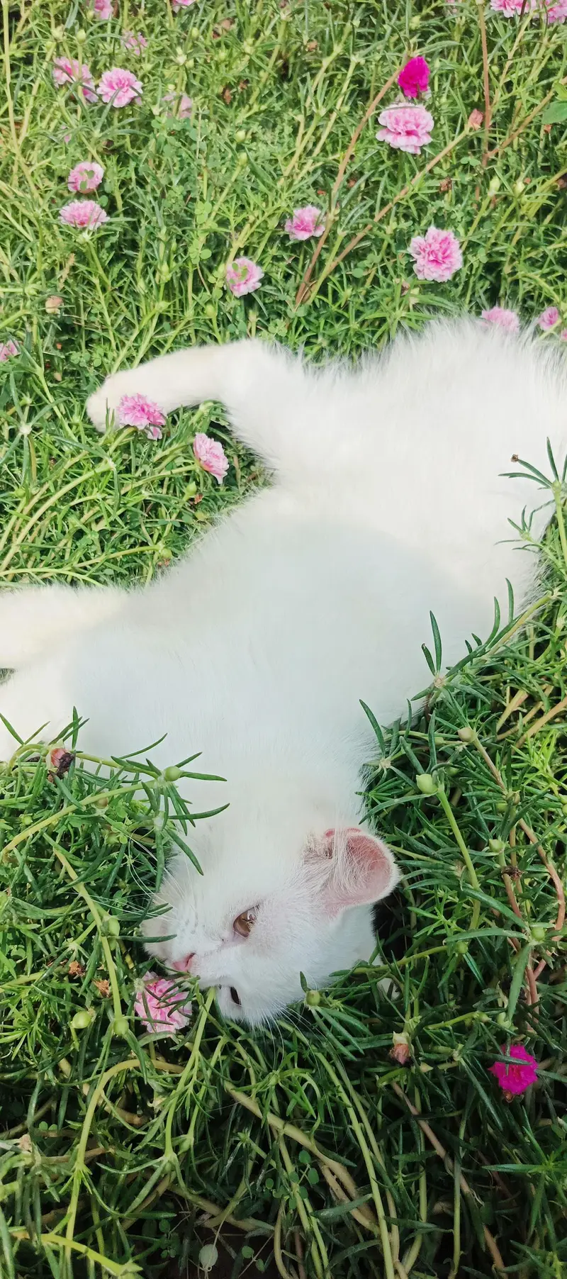 Persian cat — photo 2