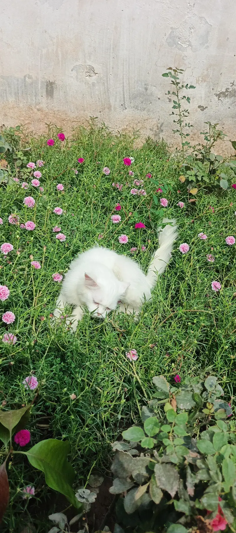 Persian cat — photo 3