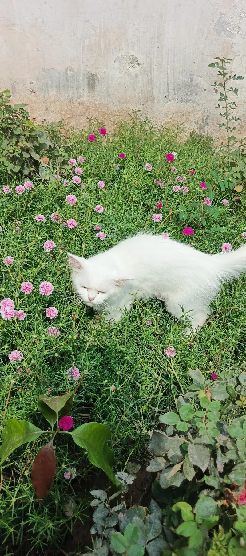 Persian cat — photo 4