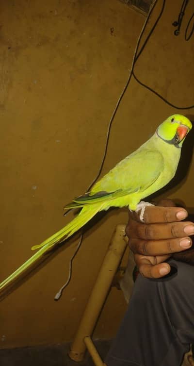 Green Ringneck Parrot