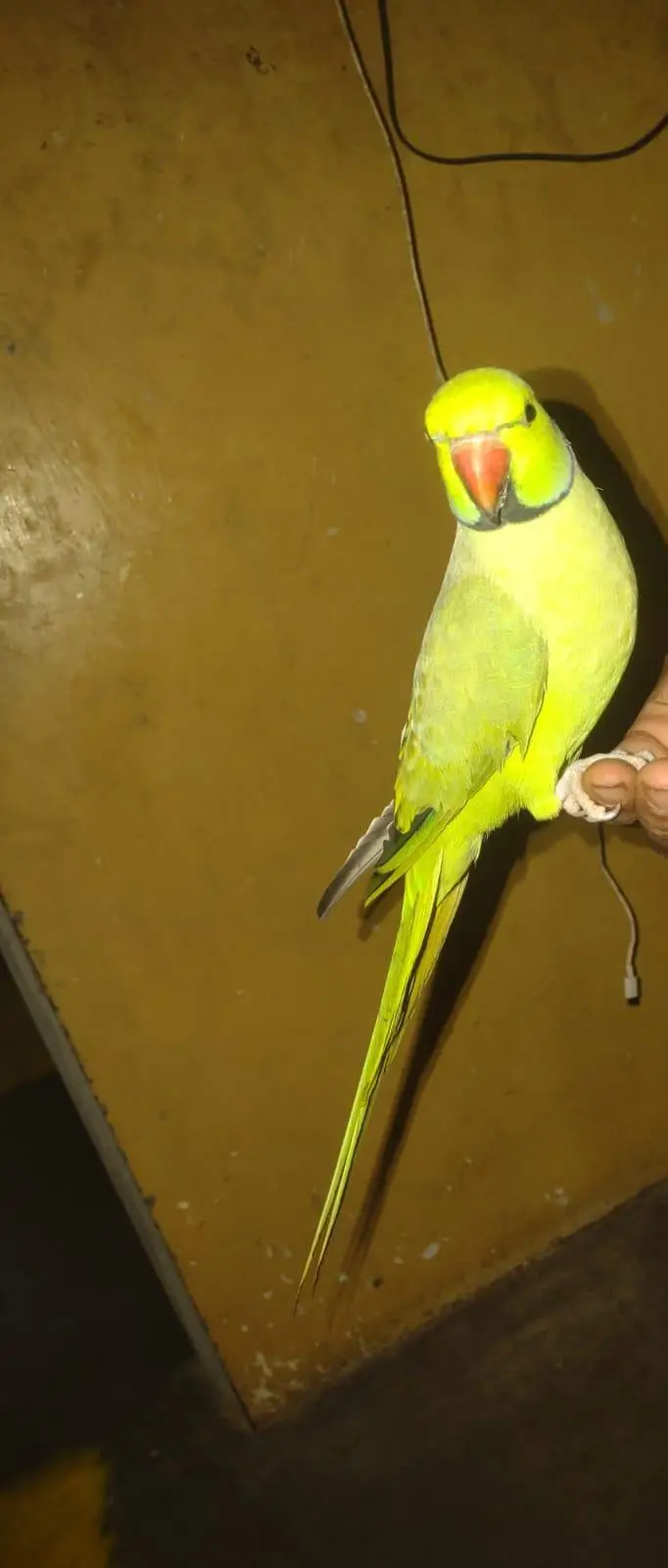 Green Ringneck Parrot — photo 2