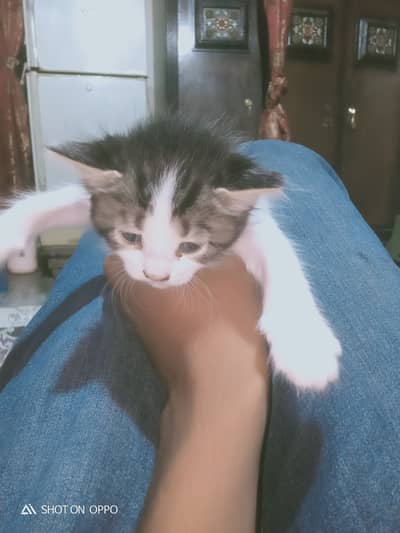 KITTEN FOR SALE