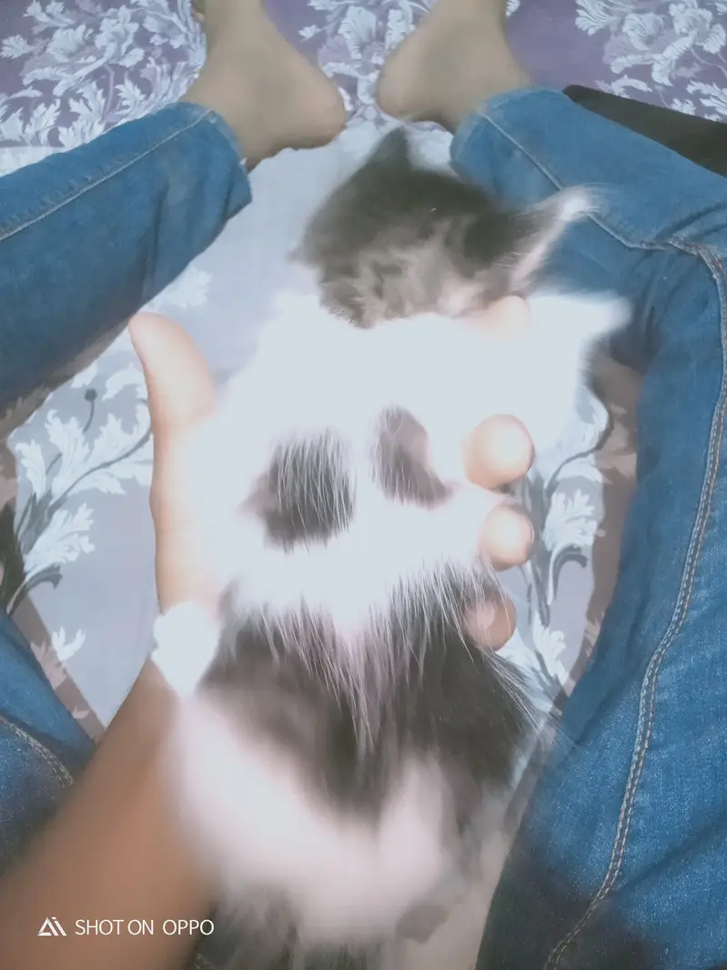 KITTEN FOR SALE — photo 2