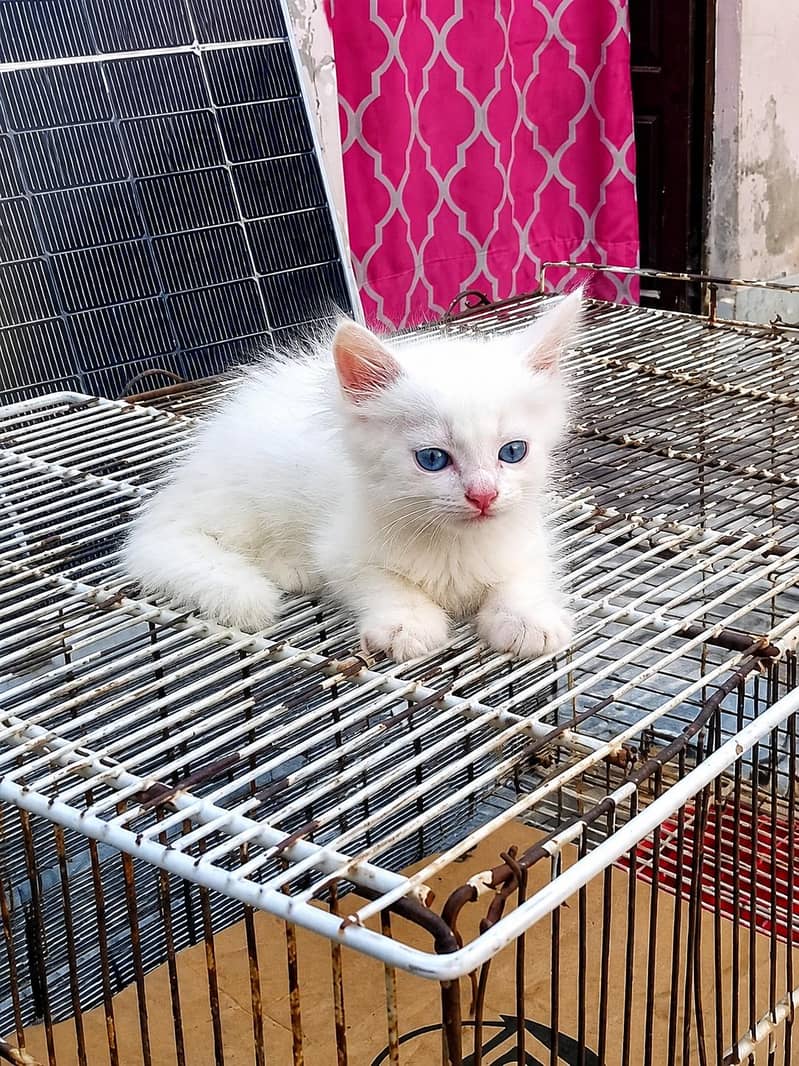 Persian kittens 0