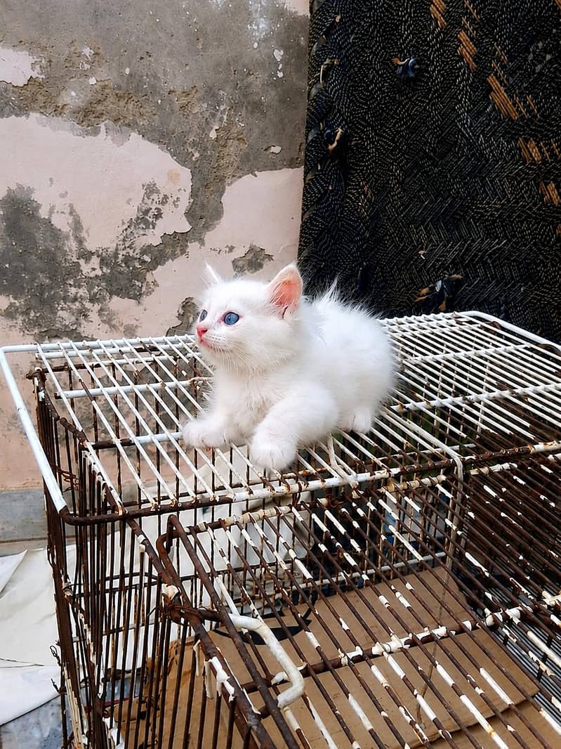 Persian kittens 1