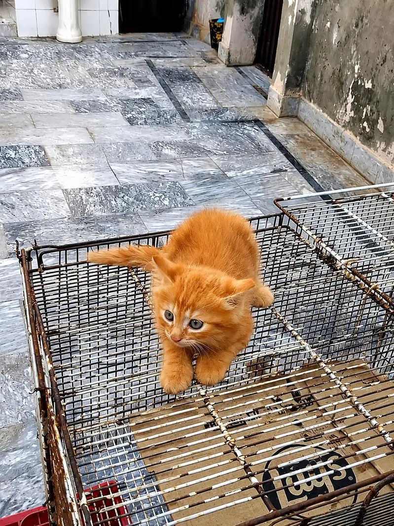 Persian kittens — photo 3