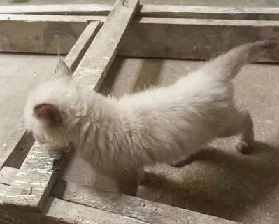 Himalayan kittens