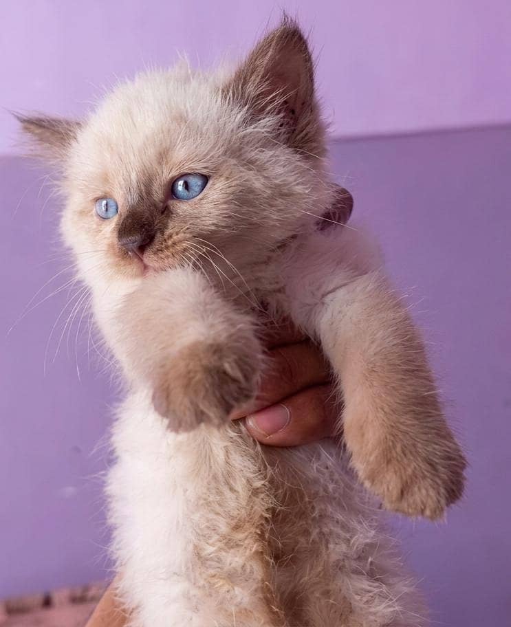 Himalayan kittens 3
